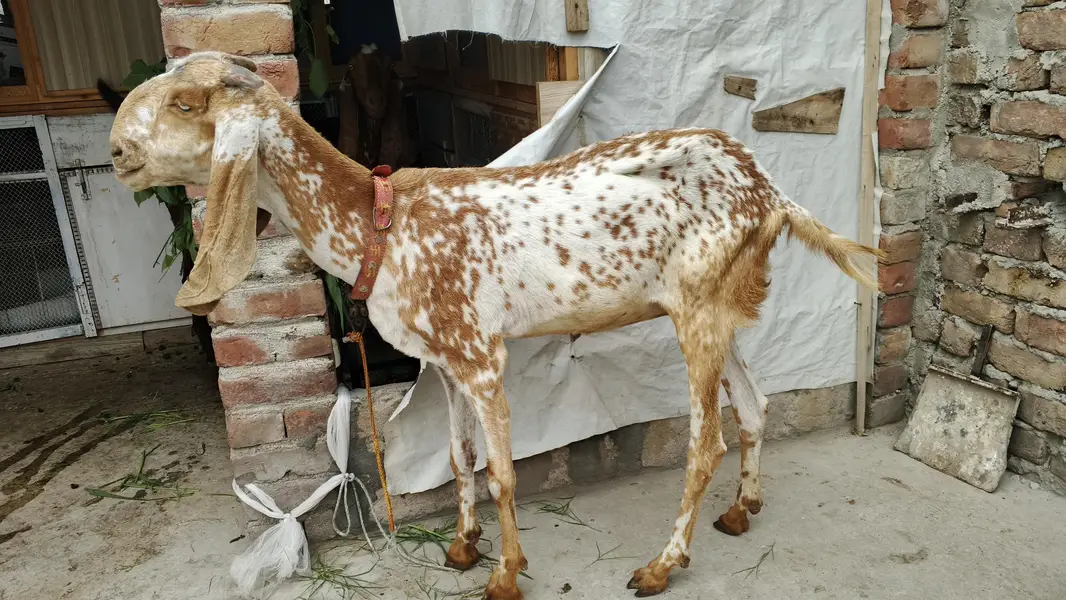 8 dant bakri for sale — photo 2