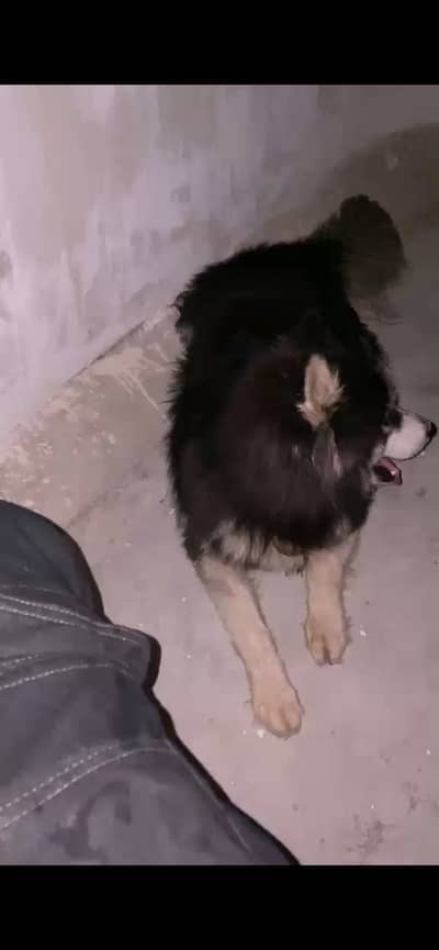 Siberian husky (blue eyes)