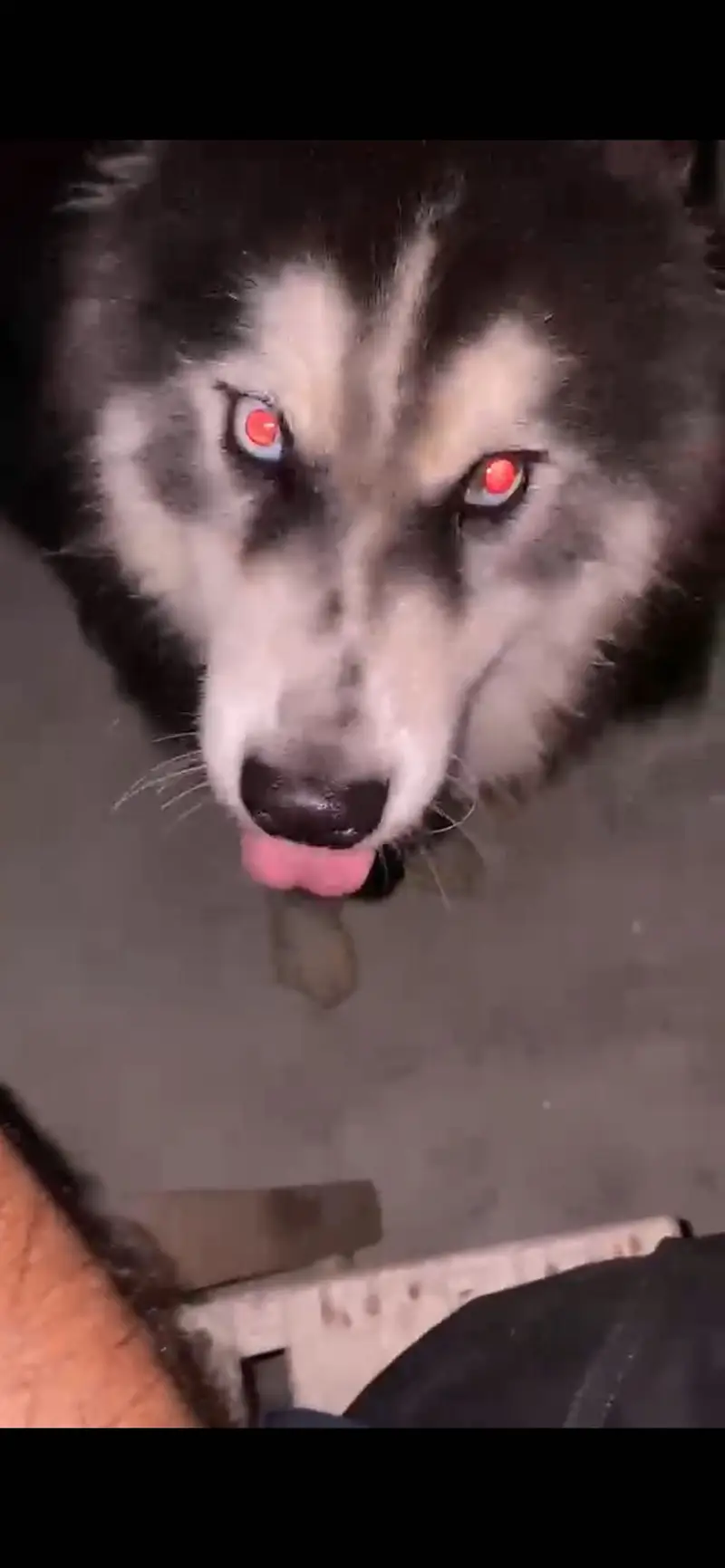 Siberian husky (blue eyes) — photo 2