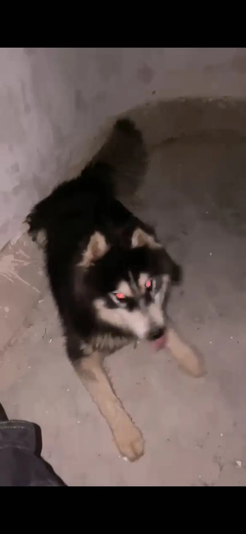 Siberian husky (blue eyes) — photo 3