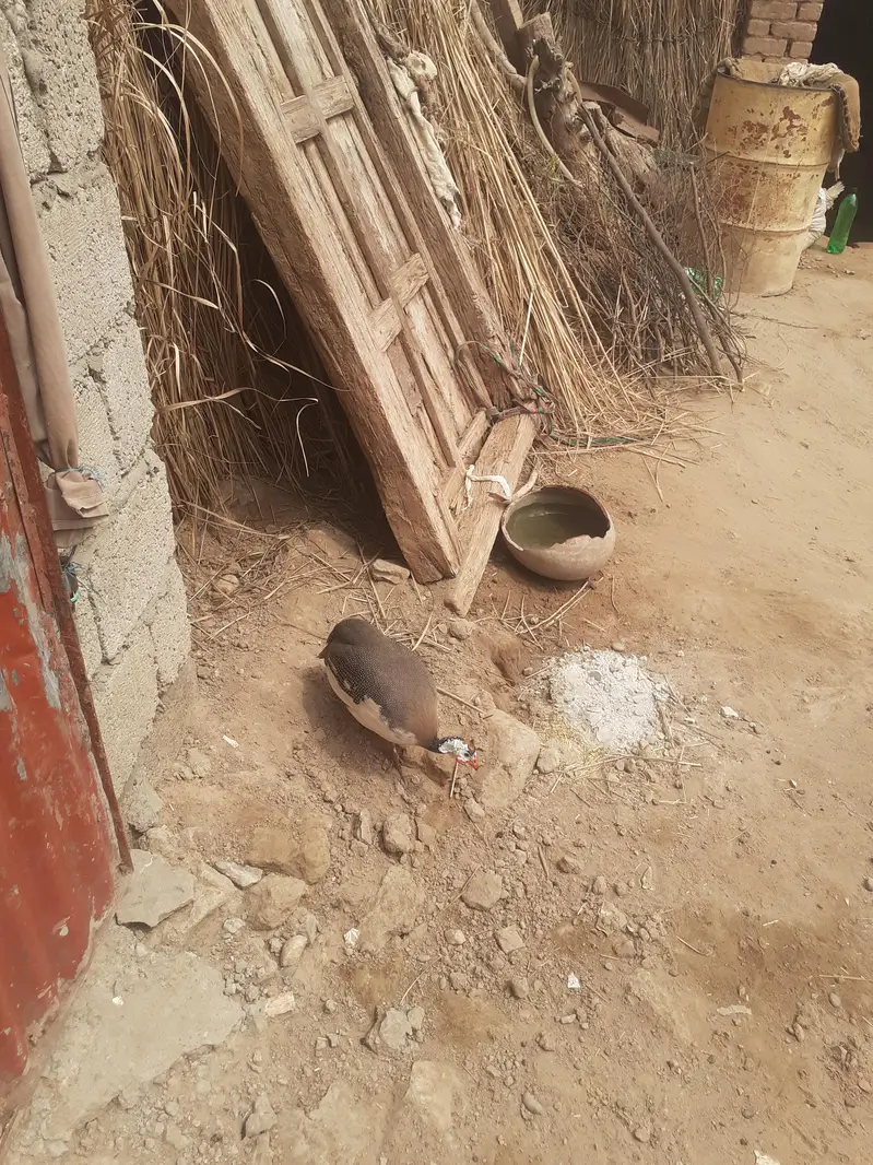 tatri teetar pair