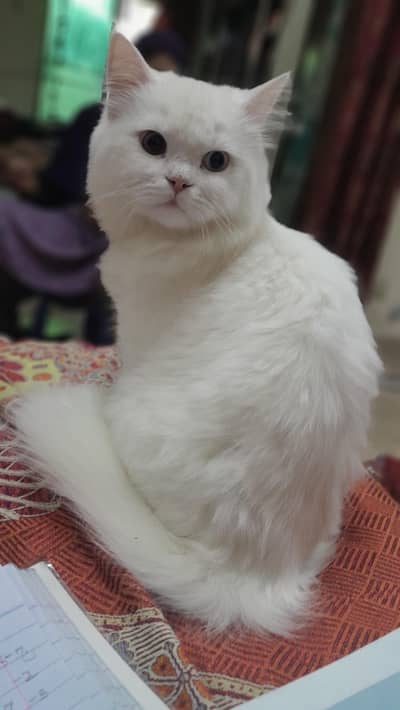 Cat for Sale