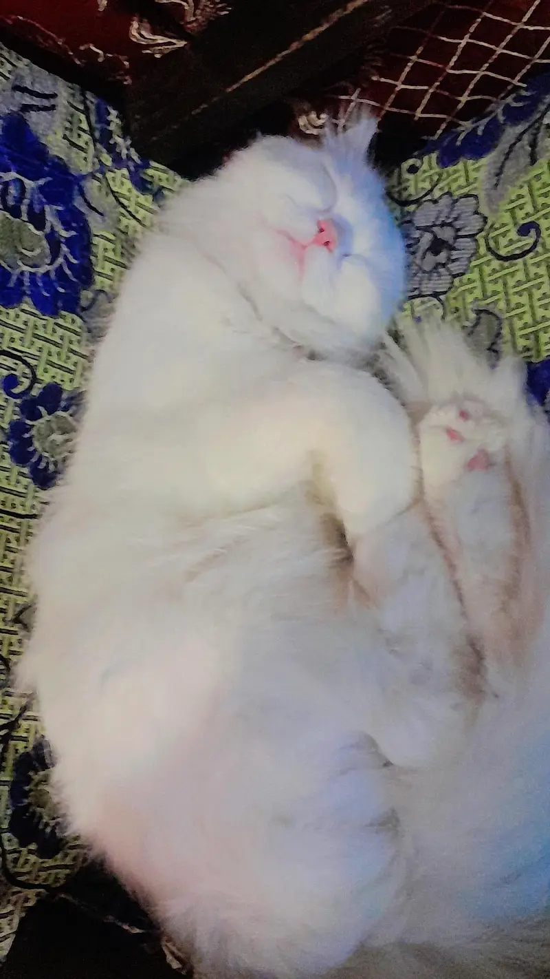 Cat for Sale — photo 2