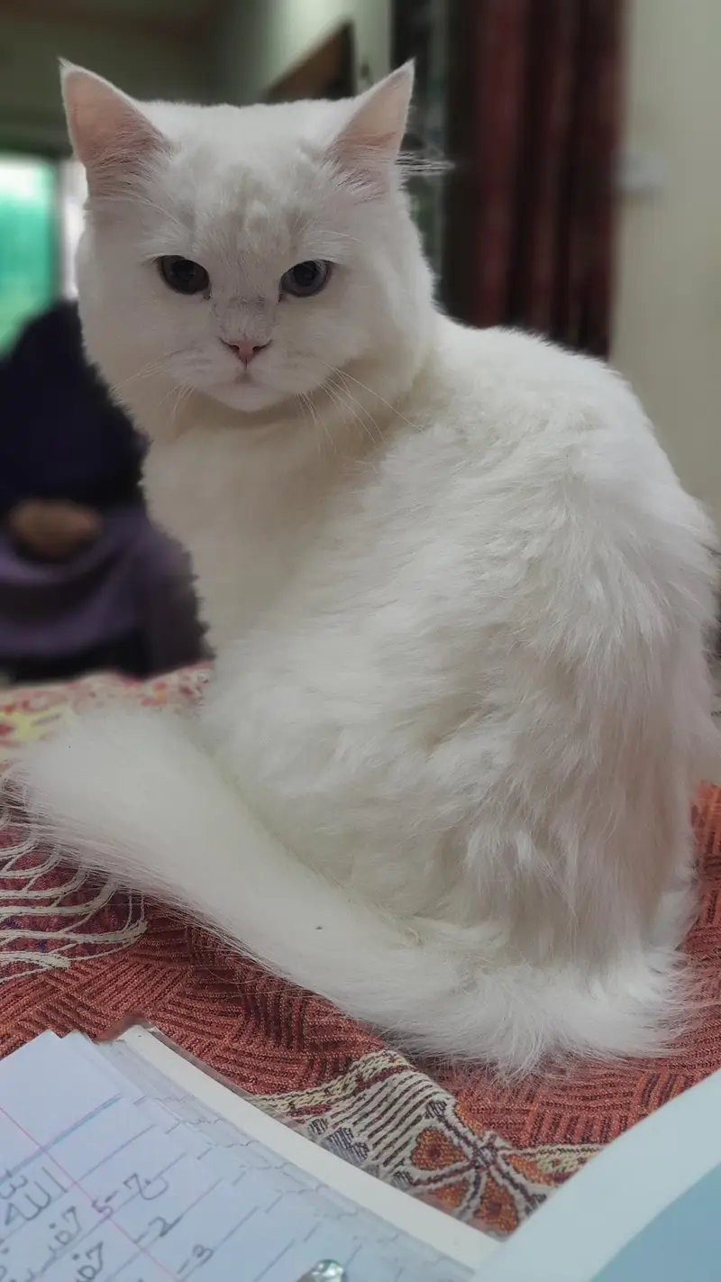 Cat for Sale — photo 3