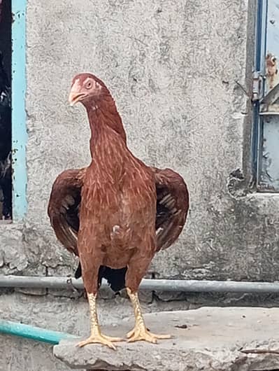 sindhi aseel  bird best quality    contact(03401441049)