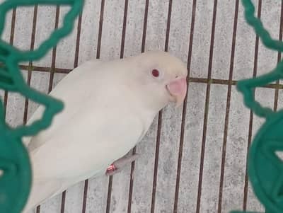 Albino love bird