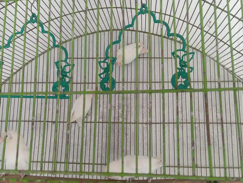 Albino love bird — photo 2