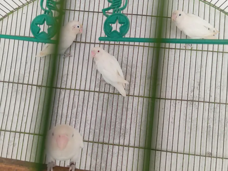 Albino love bird — photo 4