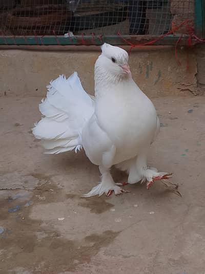 white Lakkah pigeons breader male and baby pigeon for sell.