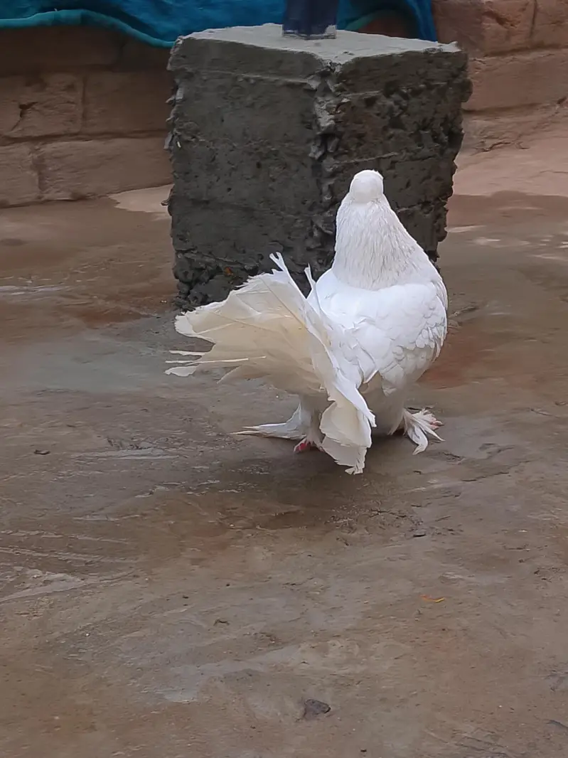 white Lakkah pigeons breader male and baby pigeon for sell. — photo 2