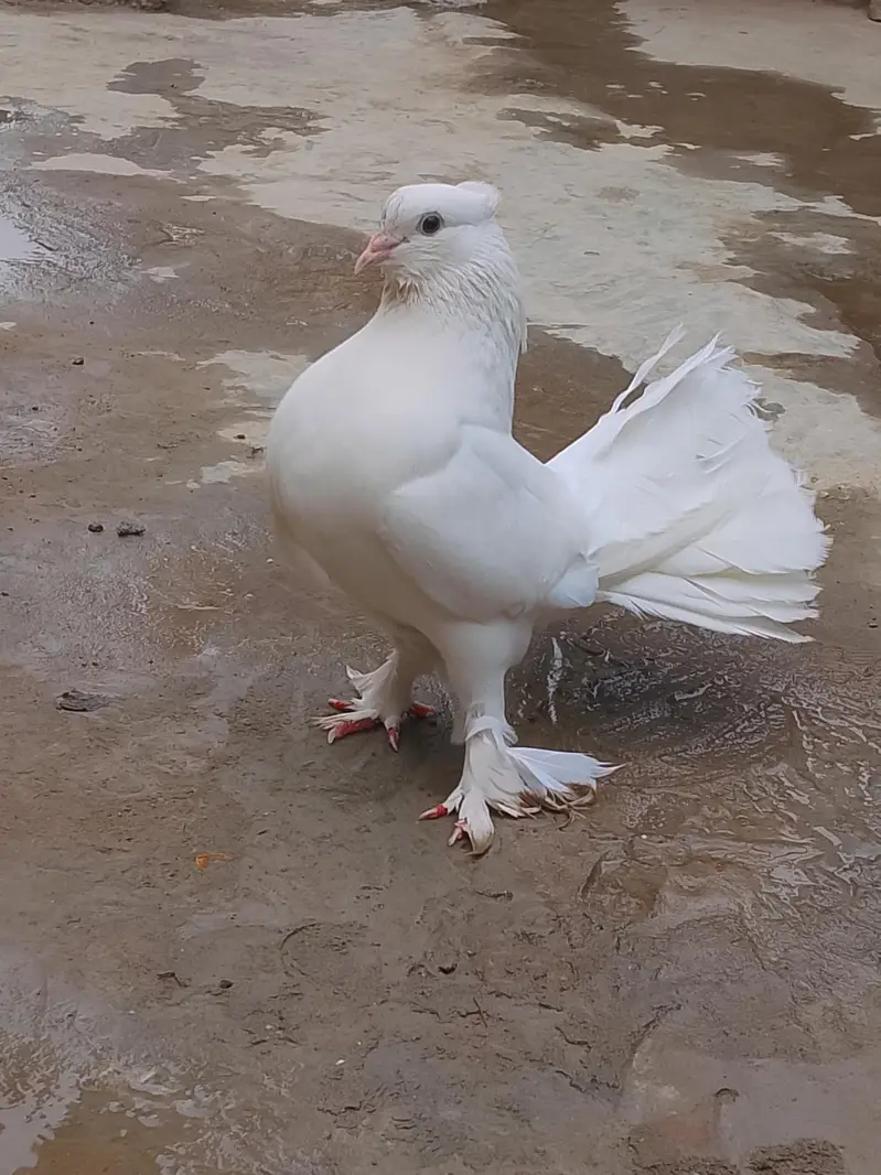 white Lakkah pigeons breader male and baby pigeon for sell. — photo 3