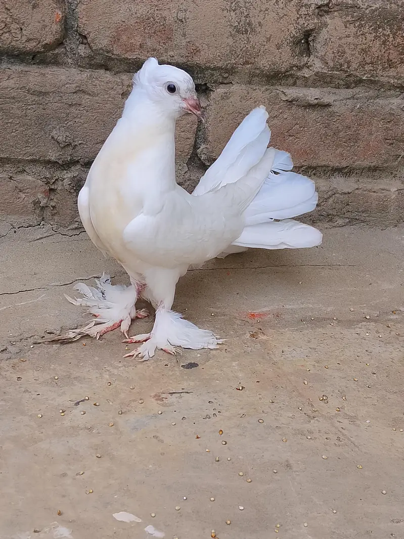 white Lakkah pigeons breader male and baby pigeon for sell. — photo 4