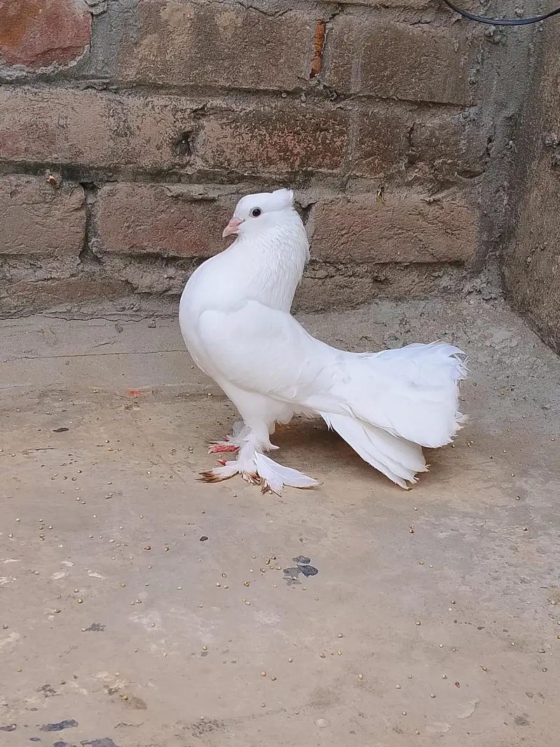white Lakkah pigeons breader male and baby pigeon for sell. — photo 5