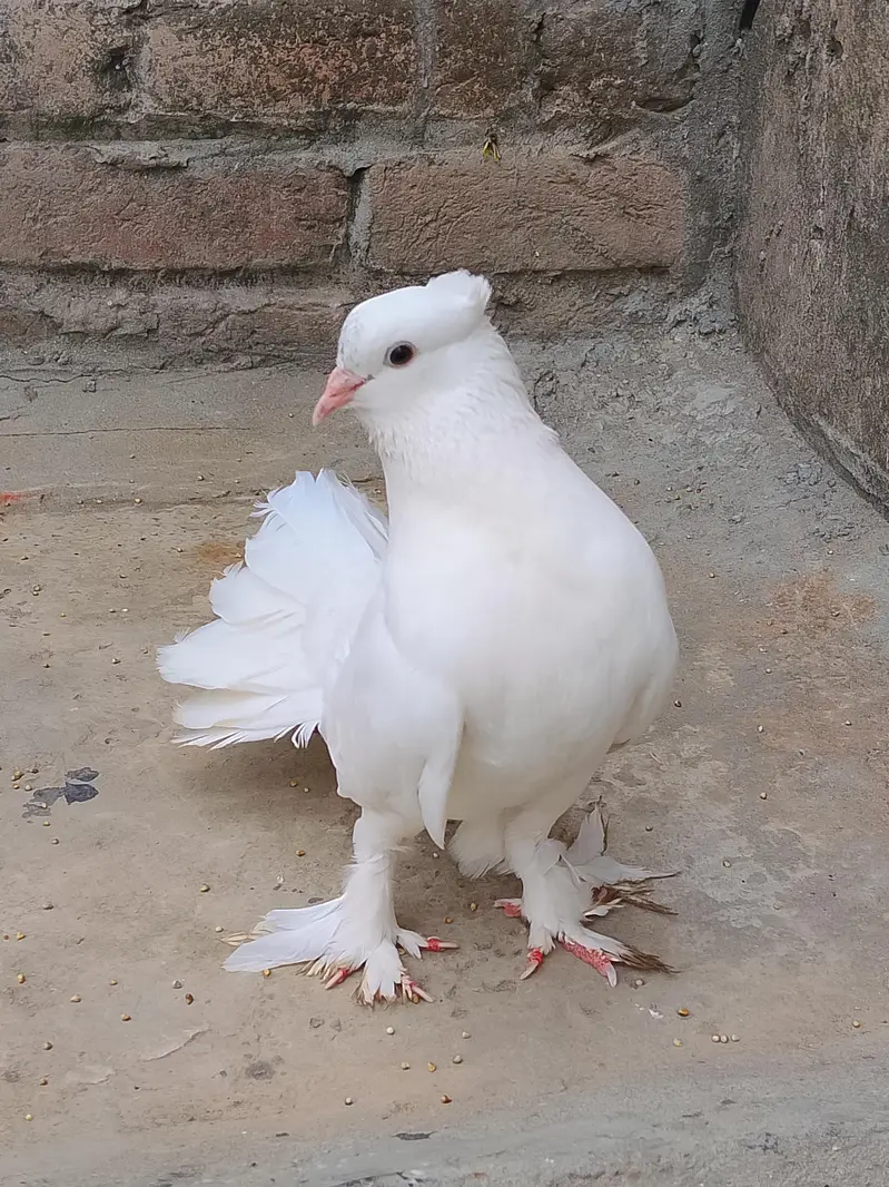 white Lakkah pigeons breader male and baby pigeon for sell. — photo 6