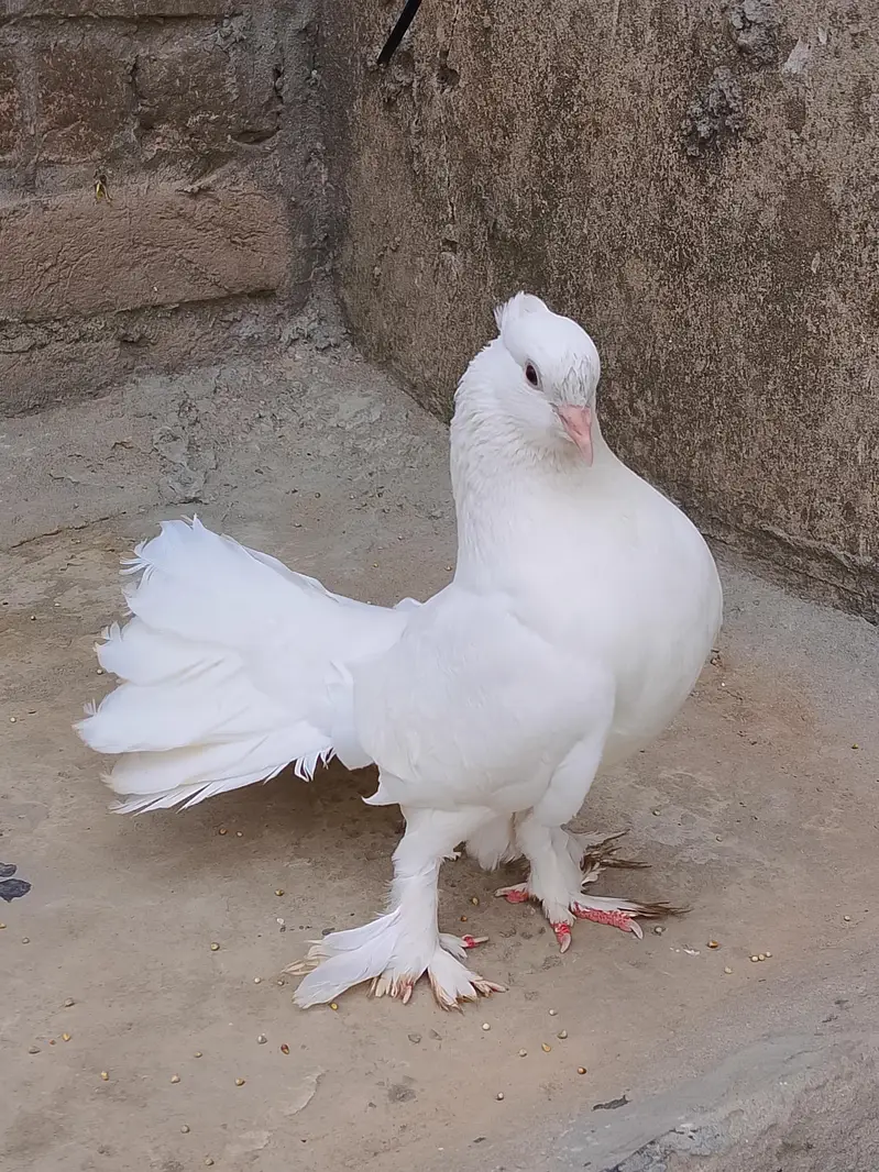 white Lakkah pigeons breader male and baby pigeon for sell. — photo 7