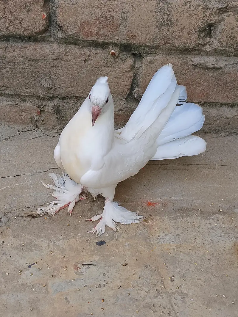 white Lakkah pigeons breader male and baby pigeon for sell. — photo 8