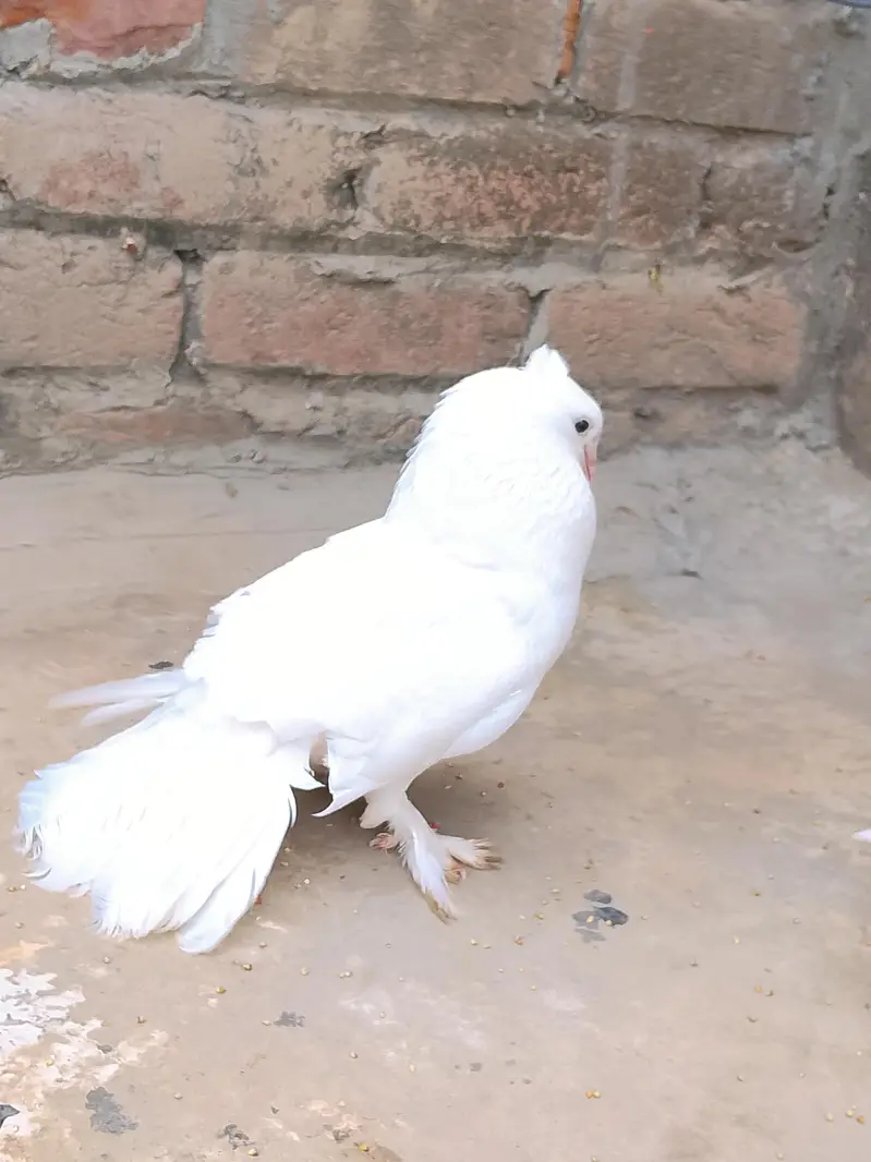 white Lakkah pigeons breader male and baby pigeon for sell. — photo 9
