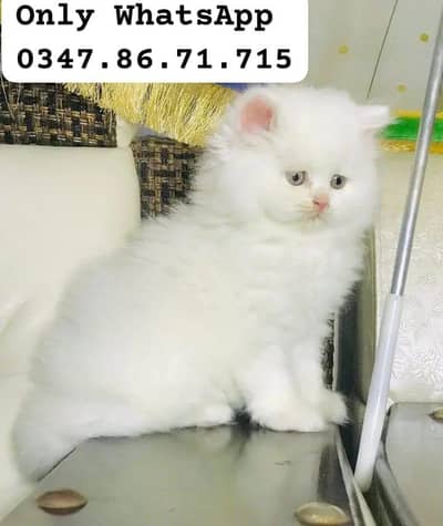 person cat 2month age my WhatsApp 0347/86/71/715