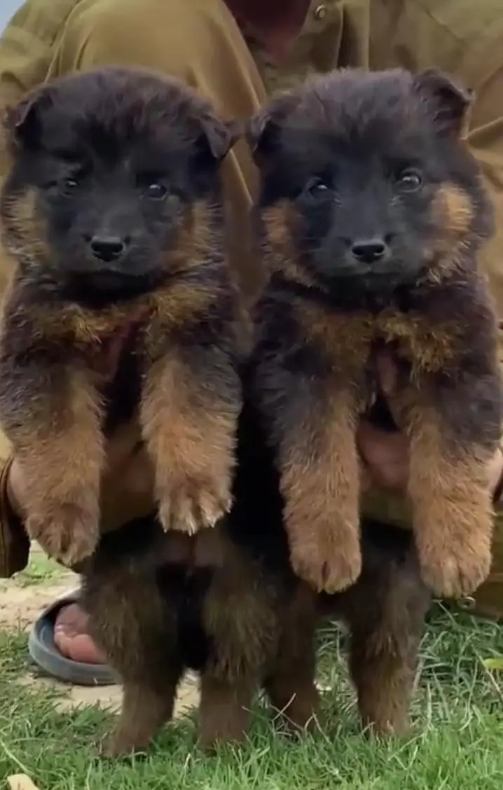 German Shepherd Jodi long coat for sale