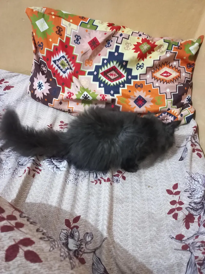 Persian cat baby