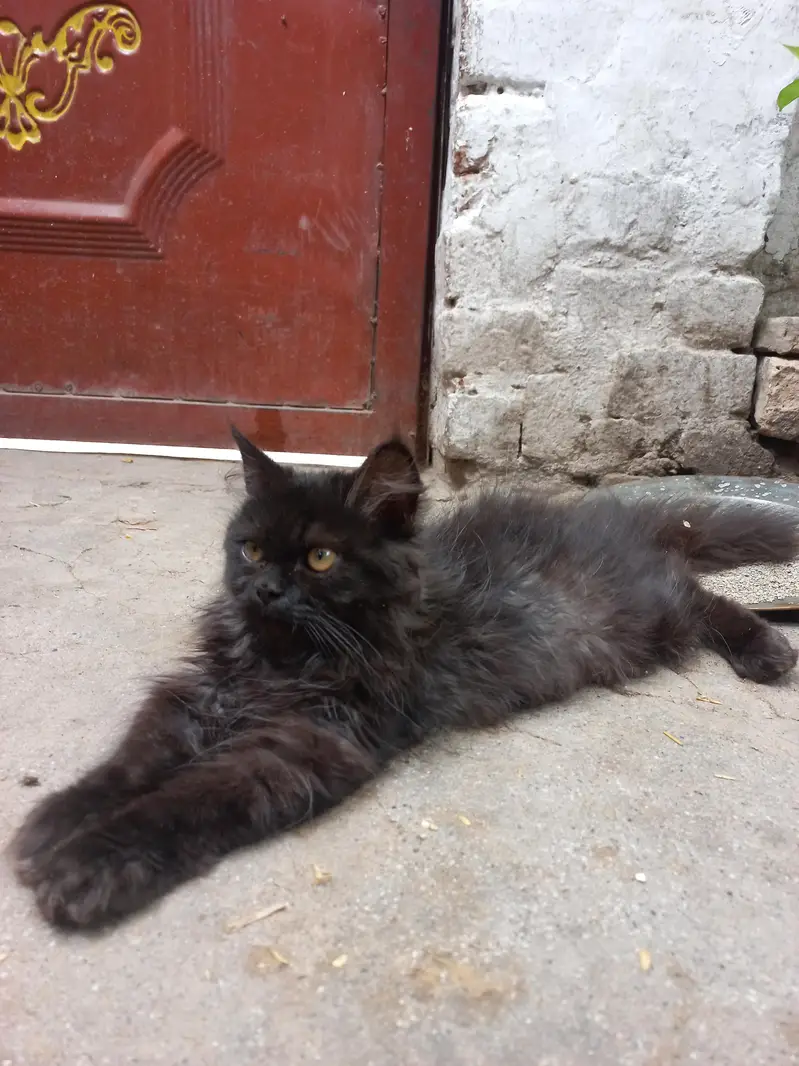 Persian cat baby — photo 2