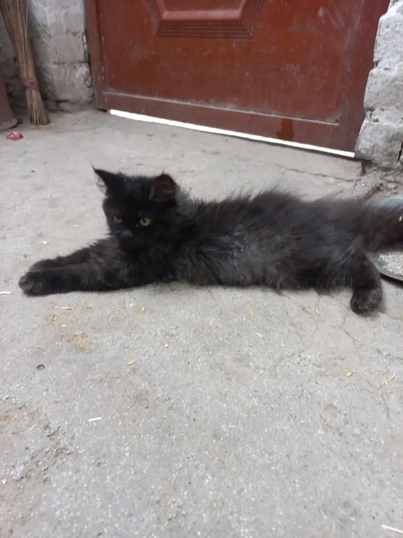 Persian cat baby — photo 3