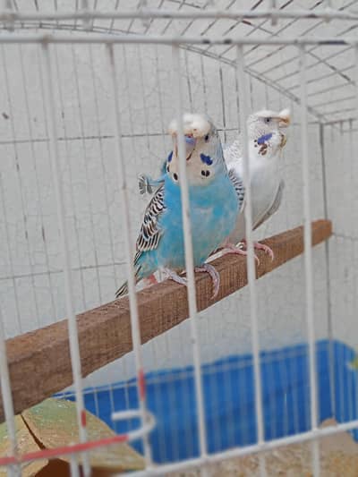 Hogoromo Budgie Pair