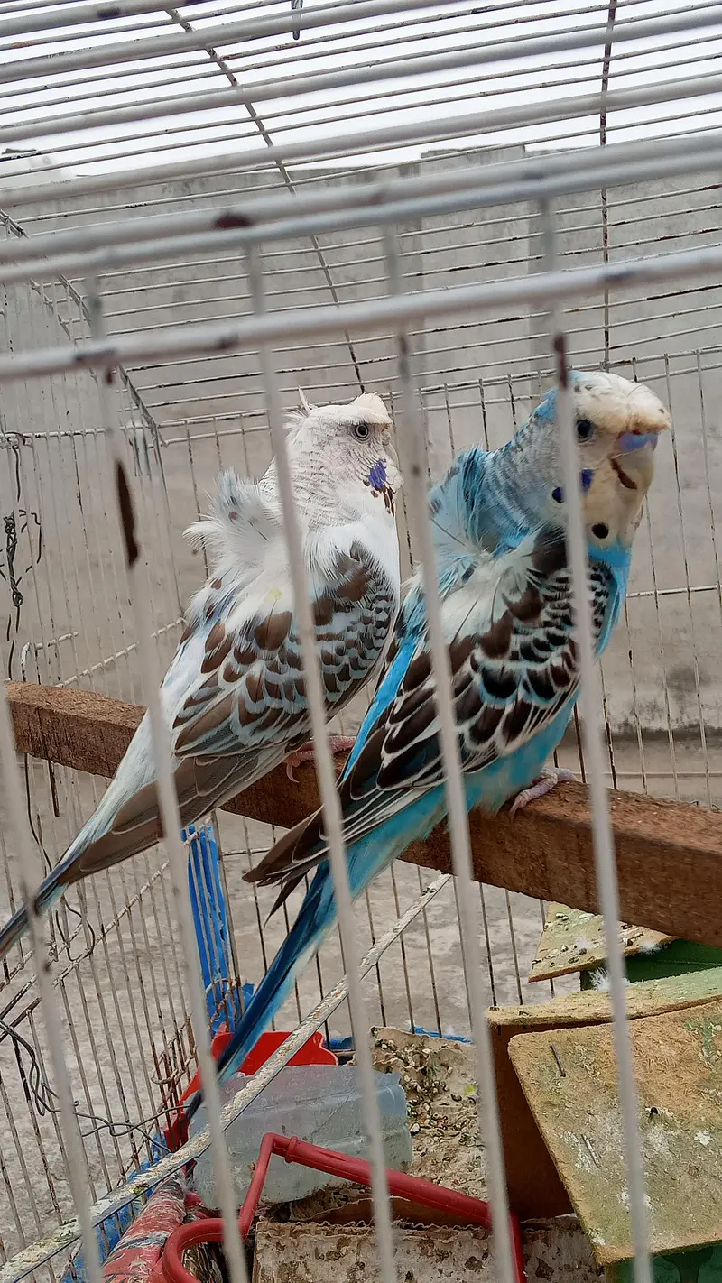 Hogoromo Budgie Pair — photo 2