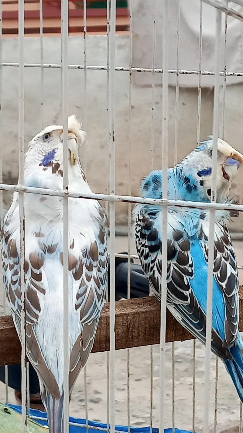 Hogoromo Budgie Pair — photo 3