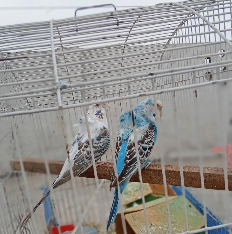 Hogoromo Budgie Pair — photo 4