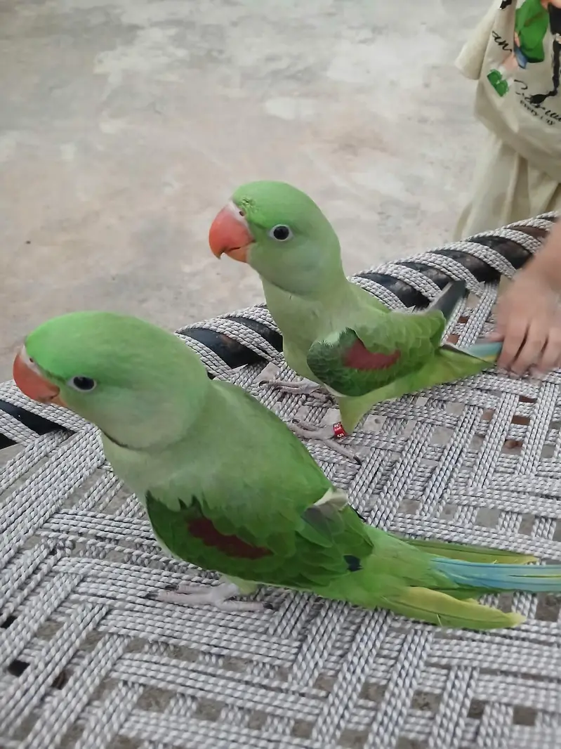 kashmiri Raw for sell — photo 2