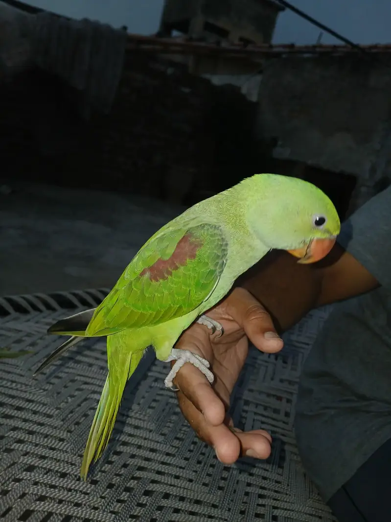 kashmiri Raw for sell — photo 4