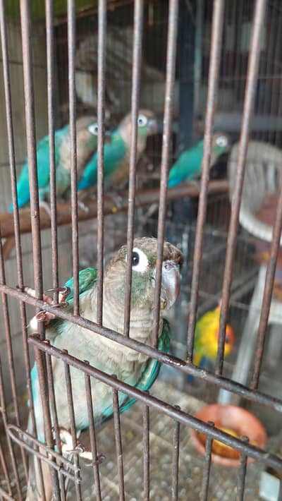 blue turquoise  conure black chest black. . fawn. . . java . . 03246446064