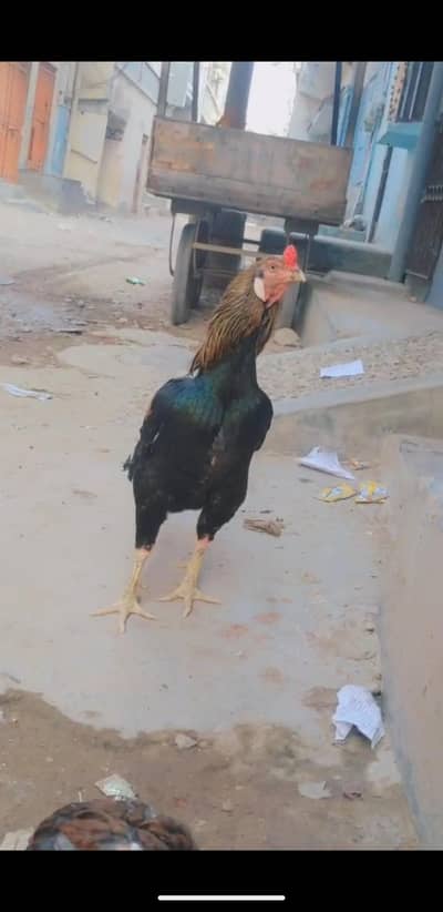 sava mushka ha