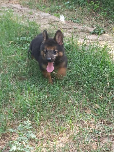 top Quality long coat female german shepherd puppy WhatsAp 03006061649