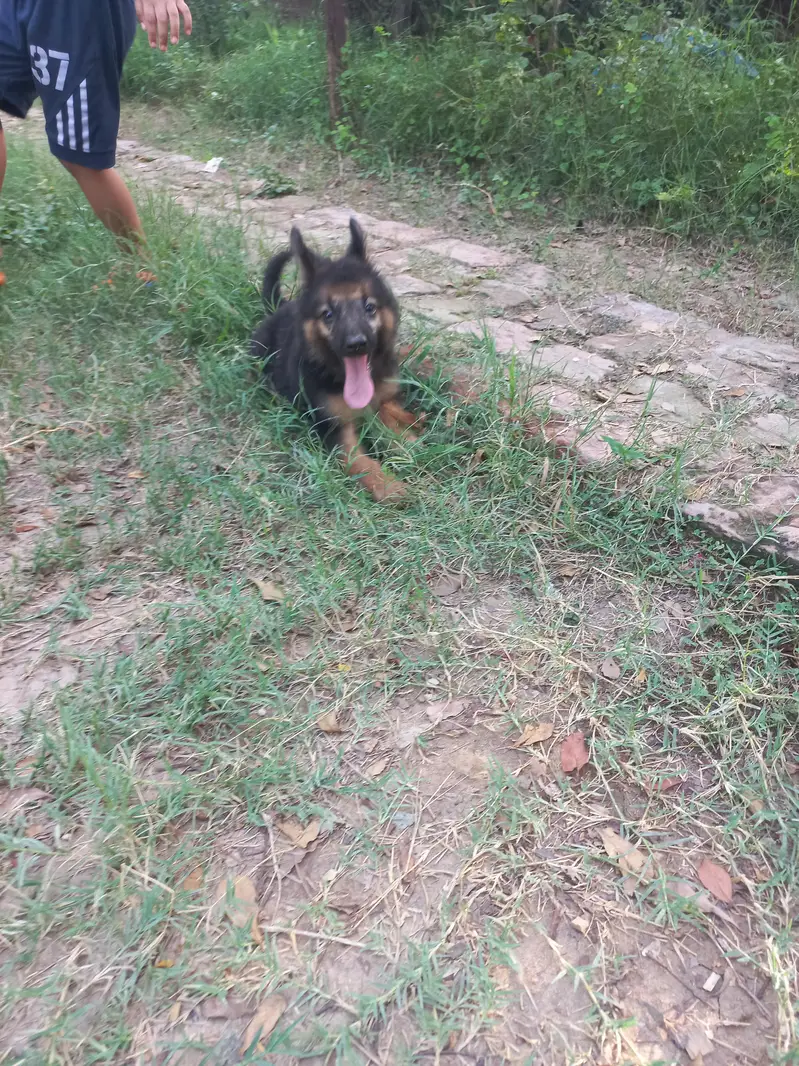 top Quality long coat female german shepherd puppy WhatsAp 03006061649 — photo 2