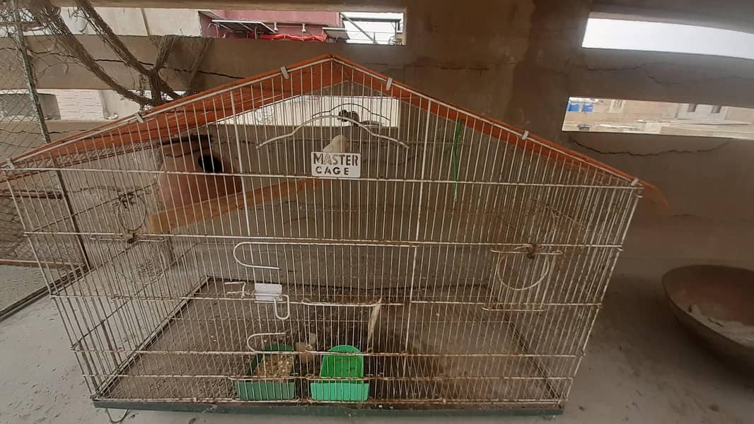 master cages for sale 3