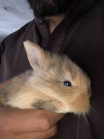 Teedy bear dearf bunnies