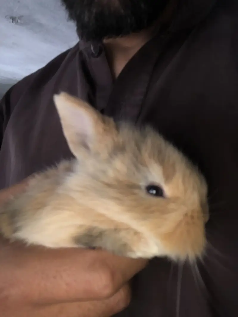 Teedy bear dearf bunnies