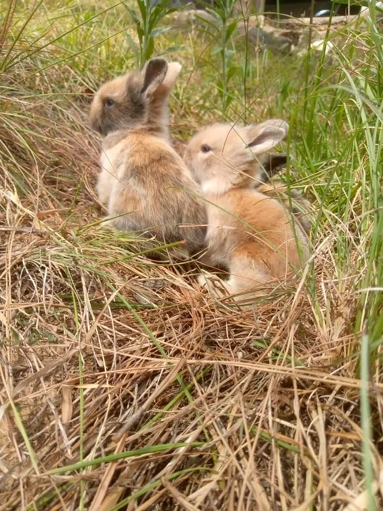 Teedy bear dearf bunnies — photo 2