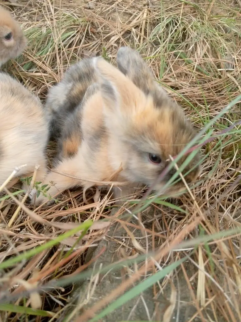 Teedy bear dearf bunnies — photo 3