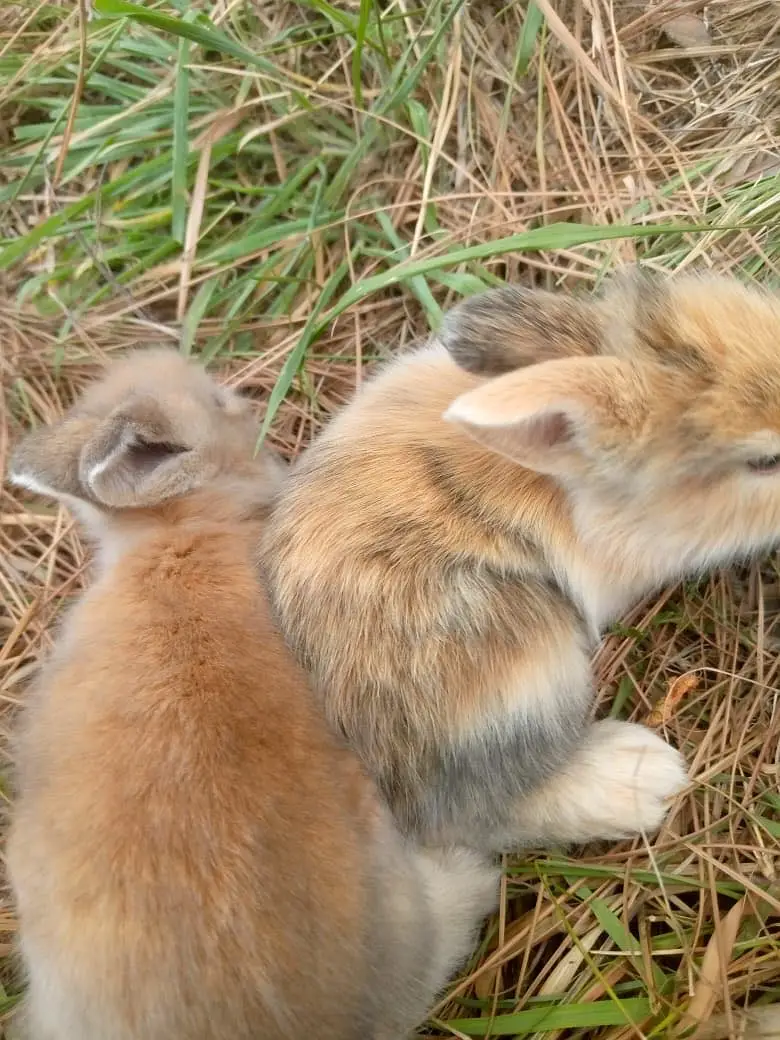 Teedy bear dearf bunnies — photo 4