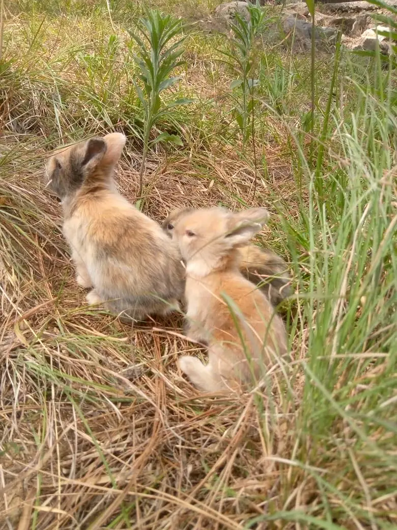 Teedy bear dearf bunnies — photo 5