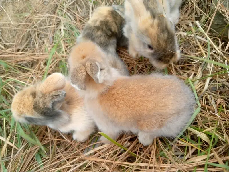 Teedy bear dearf bunnies — photo 6