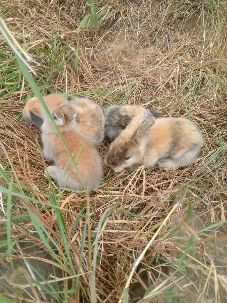 Teedy bear dearf bunnies — photo 7