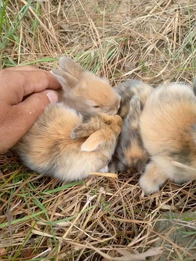 Teedy bear dearf bunnies — photo 8