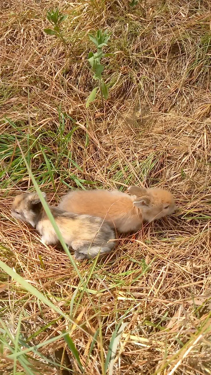 Teedy bear dearf bunnies — photo 9