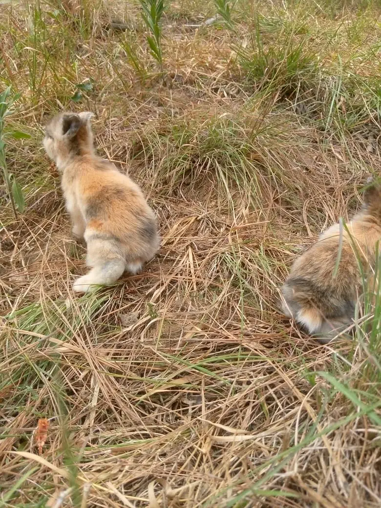 Teedy bear dearf bunnies — photo 10