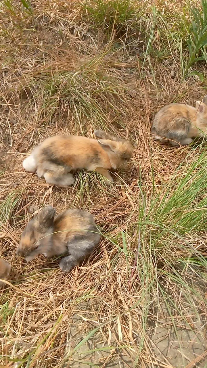 Teedy bear dearf bunnies — photo 11