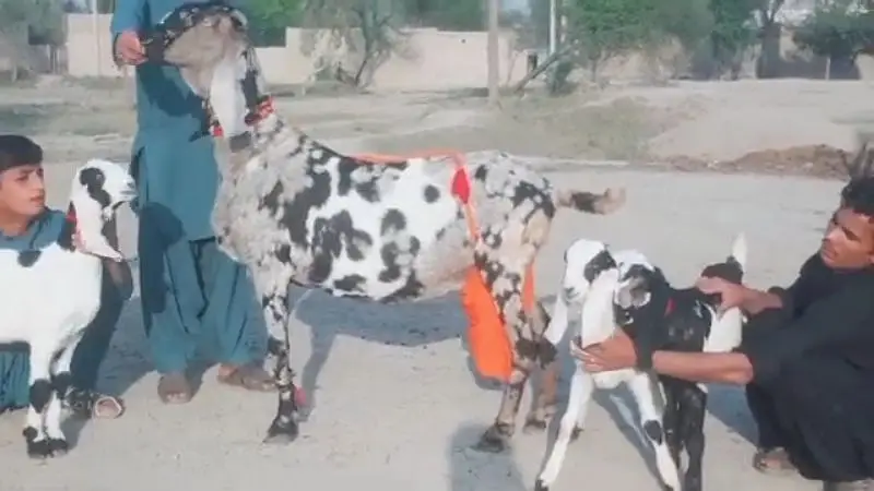 3 Beachon wali Bakri For sale 0317,,0252,,632